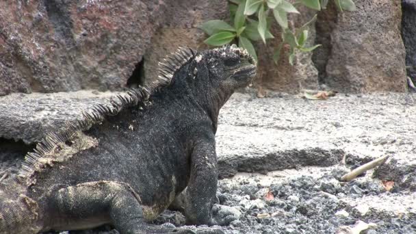 Deniz Guanası Isabela Adası Galapagos Adaları Ekvador — Stok video