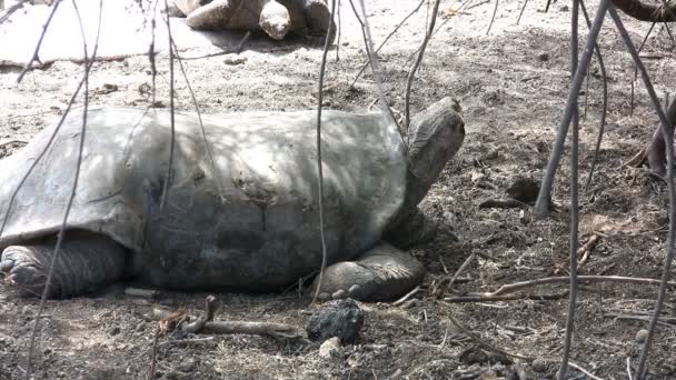 Tartaruga Gigante Das Galápagos Ilha Isabela Ilhas Galápagos Equador — Vídeo de Stock