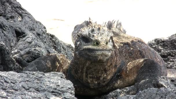 Marine Iguana Isola Isabela Isole Galapagos Ecuador — Video Stock