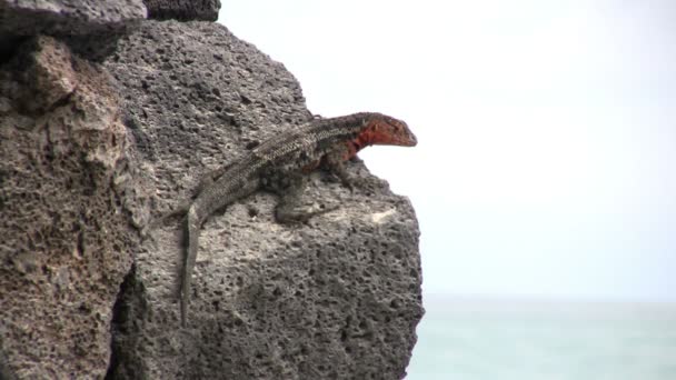 Лава Лізард Острів Ісабела Галапагоські Острови Еквадор — стокове відео
