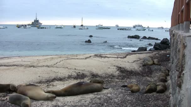 Galapagos Deniz Aslanı San Cristobal Adası Galapagos Adaları Ekvador — Stok video
