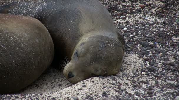Galápagos Sea Lion San Cristobal Island Ilhas Galápagos Equador — Vídeo de Stock