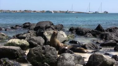 Galapagos Deniz Aslanı, San Cristobal Adası, Galapagos Adaları, Ekvador