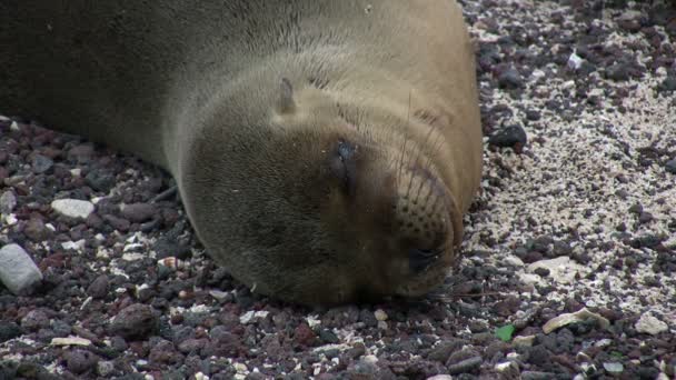 Galapagos Sea Lion San Cristobal Island Galapagos Eilanden Ecuador — Stockvideo