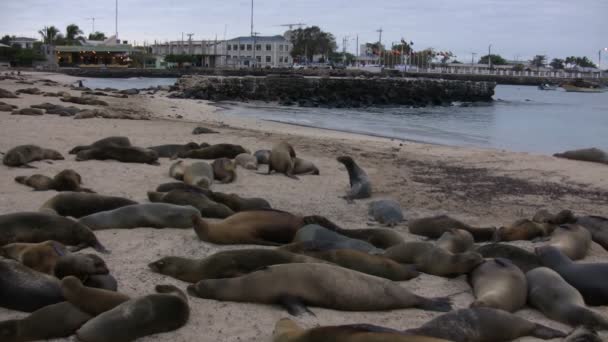 Galapagos Seelöwe San Cristobal Insel Galapagos Inseln Ecuador — Stockvideo