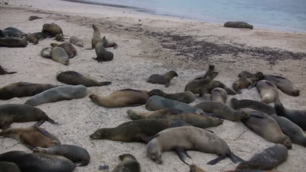 Galapagos Sea Lion San Cristobal Island Galapagos Islands Ecuador — Stock Video