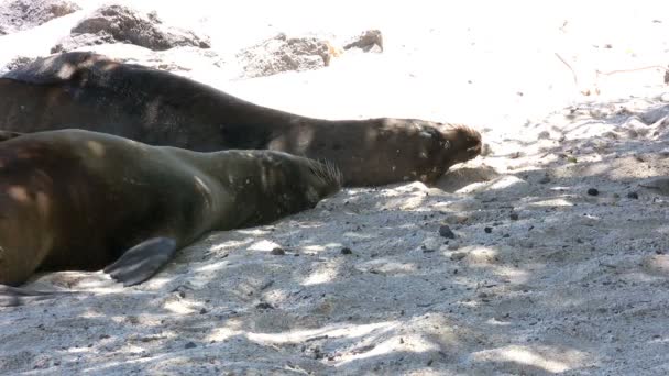 León Marino Galápagos Isla San Cristóbal Islas Galápagos Ecuador — Vídeo de stock