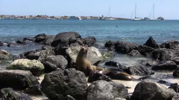 Galapagos Deniz Aslanı San Cristobal Adası Galapagos Adaları Ekvador — Stok video