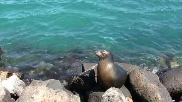 Галапагосский Морской Лев Остров Сан Кристобаль Галапагосские Острова Эквадор — стоковое видео