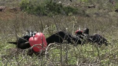 Galapagos Muhteşem Frigatebird, Kuzey Seymour Adası, Galapagos Adaları, Ekvador