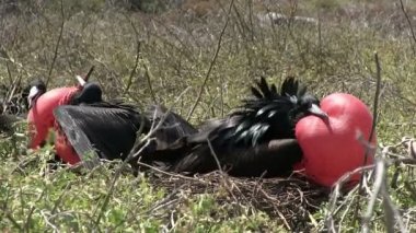Galapagos Muhteşem Frigatebird, Kuzey Seymour Adası, Galapagos Adaları, Ekvador