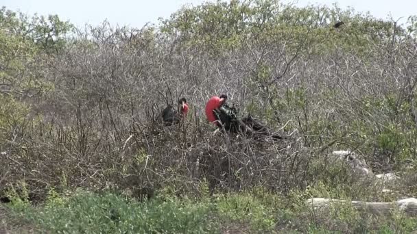 Galapagos Prachtige Frigatebird North Seymour Island Galapagos Eilanden Ecuador — Stockvideo