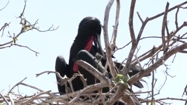 Galapagos Muhteşem Frigatebird, Kuzey Seymour Adası, Galapagos Adaları, Ekvador