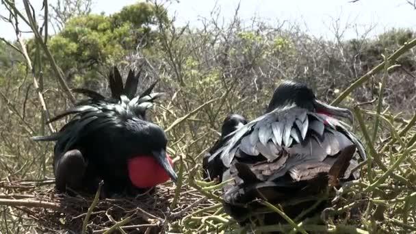 Galapagos Muhteşem Frigatebird Kuzey Seymour Adası Galapagos Adaları Ekvador — Stok video