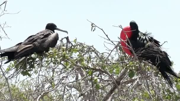 Galapagos Muhteşem Frigatebird Kuzey Seymour Adası Galapagos Adaları Ekvador — Stok video