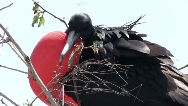 Galapagos Magnificent Frigatebird North Seymour Island Galapagos Islands Ecuador – stockvideo