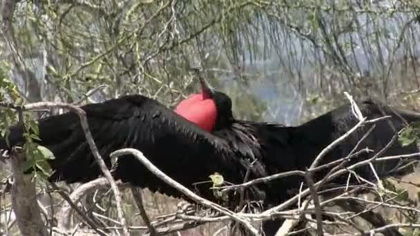 Galapagos Muhteşem Frigatebird Kuzey Seymour Adası Galapagos Adaları Ekvador — Stok video