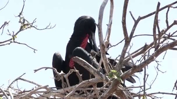 Galapagos Magnificent Frigatebird North Seymour Island Galapagos Islands Ecuador – stockvideo