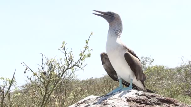 Galápagos Booby Patas Azules Isla Seymour Norte Islas Galápagos Ecuador — Vídeo de stock