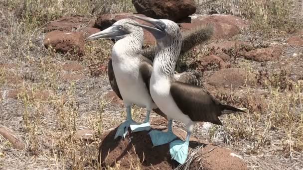 Galapagos Blue Footed Booby North Seymour Island Galapagos Eilanden Ecuador — Stockvideo