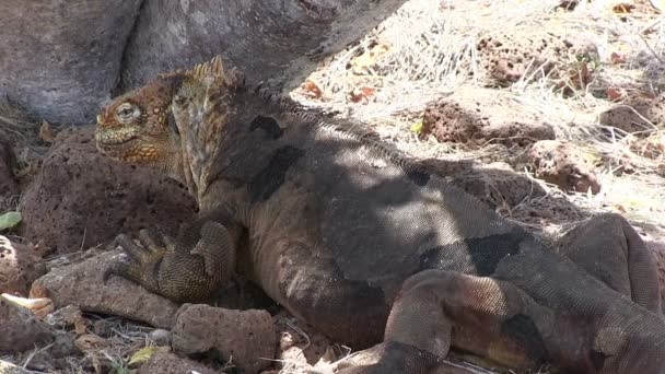 Iguana Terrestre Galápagos Isla Seymour Norte Islas Galápagos Ecuador — Vídeo de stock