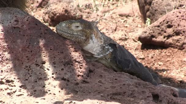 Galapagos Land Iguana Kuzey Seymour Adası Galapagos Adaları Ekvador — Stok video