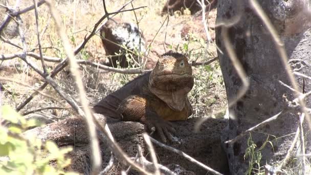 Galapagos Land Iguana Kuzey Seymour Adası Galapagos Adaları Ekvador — Stok video