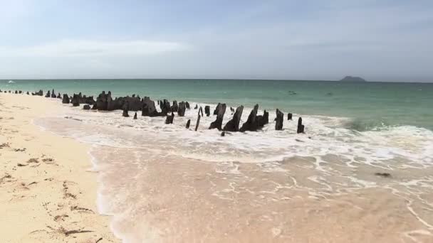 North Seymour Island Galapagos Inseln Ecuador — Stockvideo