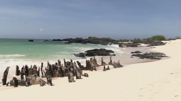 Kuzey Seymour Adası Galapagos Adaları Ekvador — Stok video