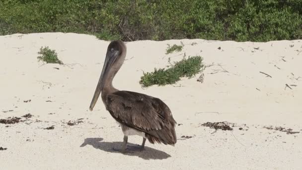 Galapagos Brown Pelican North Seymour Island Galapagos Islands Εκουαδόρ — Αρχείο Βίντεο