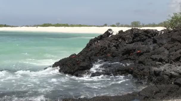 Isla Seymour Norte Islas Galápagos Ecuador — Vídeo de stock