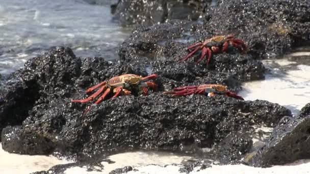 Sally Lightfoot Crab North Seymour Island Galapagos Inseln Ecuador — Stockvideo