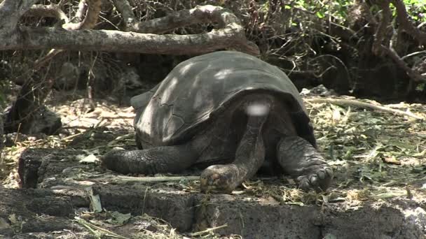 Galapagos Óriásteknős Santa Cruz Sziget Galapagos Szigetek Ecuador — Stock videók