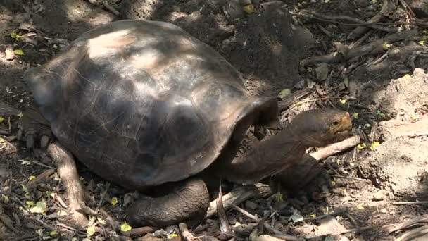 Tartaruga Gigante Das Galápagos Ilha Santa Cruz Ilhas Galápagos Equador — Vídeo de Stock