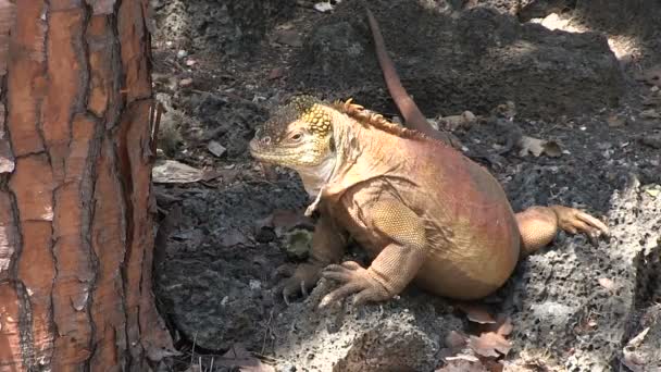 Galapagos Land Iguana Santa Cruz Island Galapagos Szigetek Ecuador — Stock videók