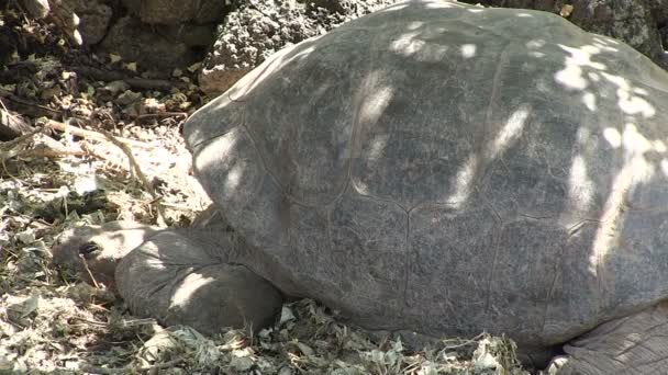 Galapagos Giant Turtoise Santa Cruz Island Galapagos Islands Ecuador – Stock-video