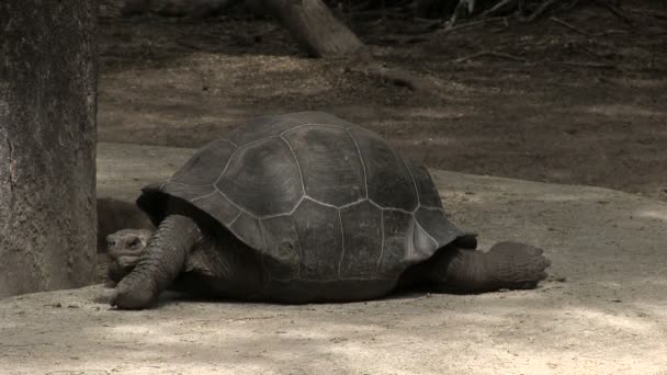 Galapagos Giant Tortoise Isabela Island Galapagos Islands Ecuador — Stock Video