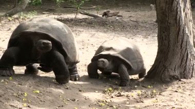 Galapagos Dev Kaplumbağa, Isabela Adası, Galapagos Adaları, Ekvador