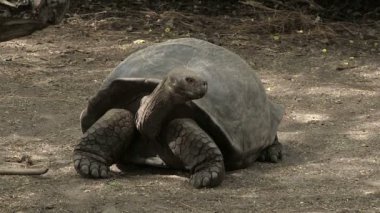 Galapagos Dev Kaplumbağa, Isabela Adası, Galapagos Adaları, Ekvador