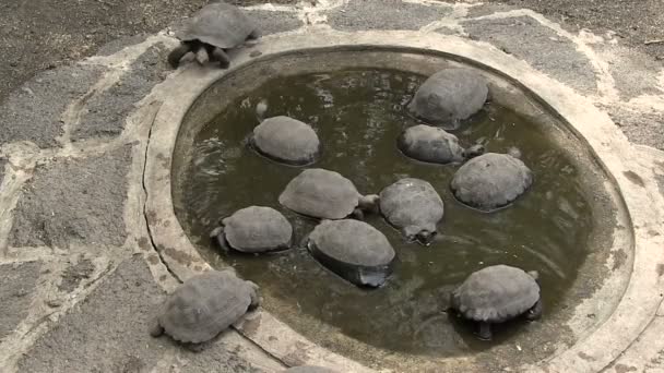 Tartaruga Gigante Delle Galapagos Isola Isabela Isole Galapagos Ecuador — Video Stock