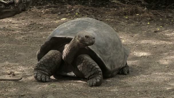 Tartaruga Gigante Delle Galapagos Isola Isabela Isole Galapagos Ecuador — Video Stock