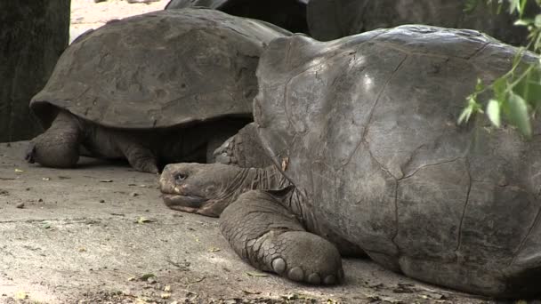 Galapagos Gigiant Tortoise Isabela Island Galapagos Island Ecuador — стокове відео