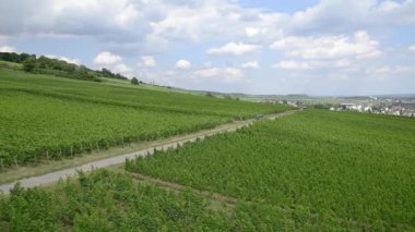 Vineyard View from Cable Car, Rudesheim am Rhein, Almanya