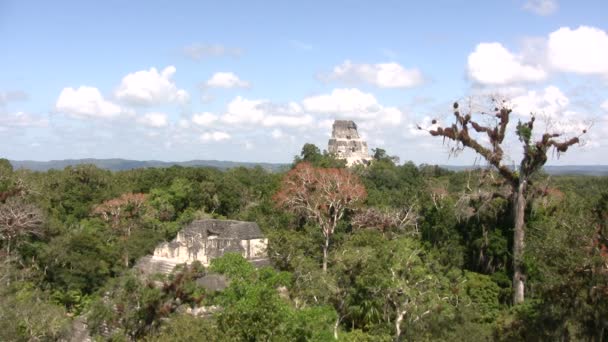 Tikal国家公园 危地马拉 — 图库视频影像