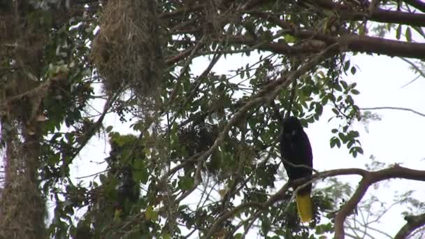 Montezuma Oropendola Parc National Tikal Guatemala — Video