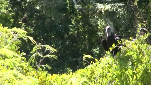 Avvoltoio Nero Parco Nazionale Del Tikal Guatemala — Video Stock