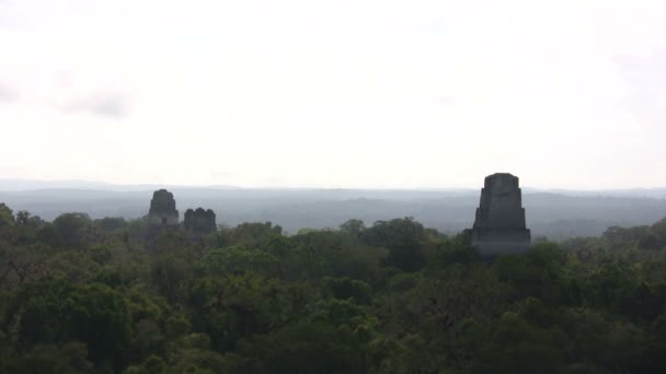 Parque Nacional Tikal Guatemala — Vídeo de Stock