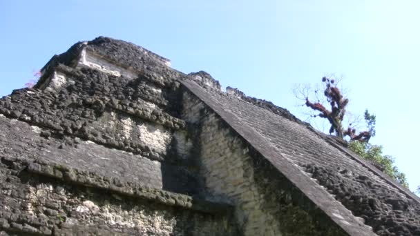 Národní Park Tikal Guatemala — Stock video