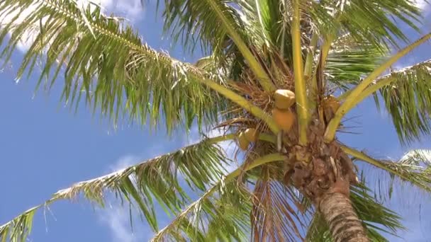 Uitzicht Tumon Guam — Stockvideo