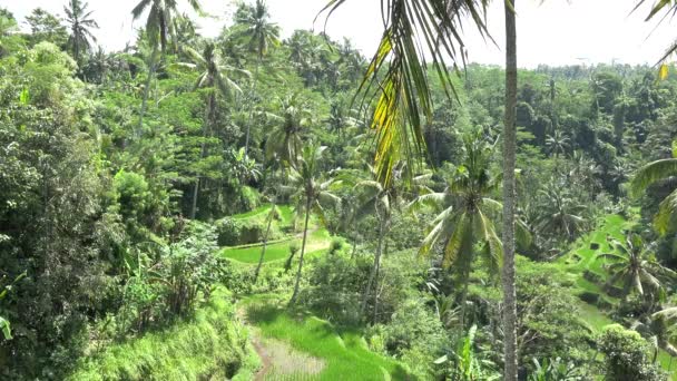 Rice Terrace Tegallalang Bali Indonesia — Video Stock